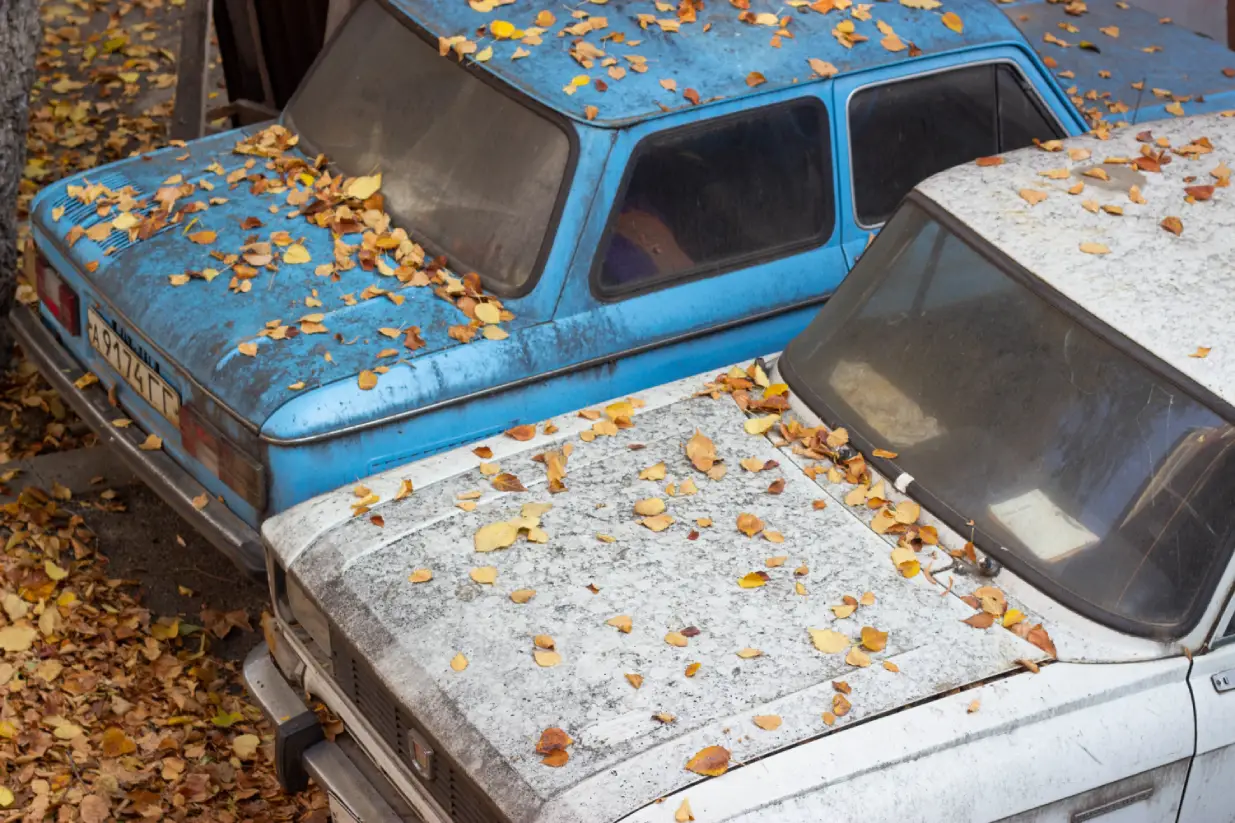 How to Remove Tree Sap from Car Without Damaging Paint?